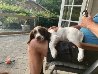 Springer Spaniel 2 💙🐶 tilbage 
