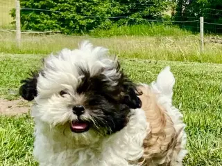 Allergivenlige hundehvalpe