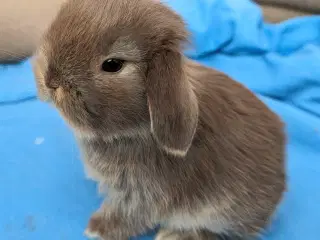 Minilop kaninunge sælges