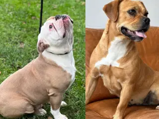 old english bulldog frengle