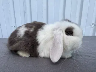 Mini Lop Hankanin 