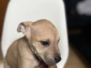 5 skønne hvalpe søger nyt, kærligt hjem 🐶 