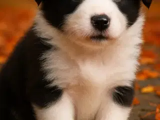 Hvalpe  stamtavle FC-I Border Collie ADHD, Agility
