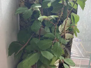Terrarium 30x30x45 m. Vandrende Pinde