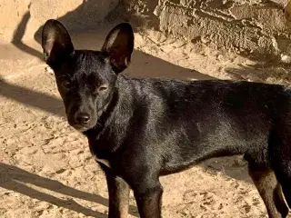 Lille dejlige Pedro flyveøre leder efter sin famik