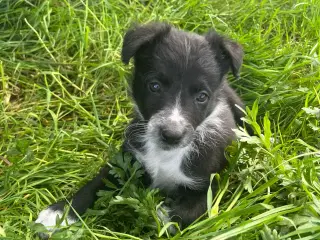 Border Collie hvalpe