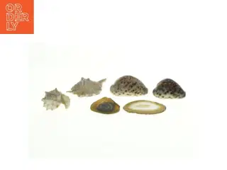 Samling af skaller (str. 8 x 5 cm til 9 x 7 cm)