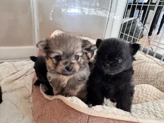 Pomchi hvalpe 