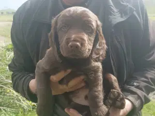 Blandnings Valpe Sælges 