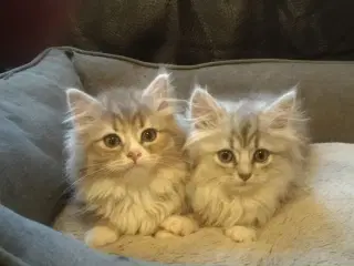 British longhair kryds maincoon