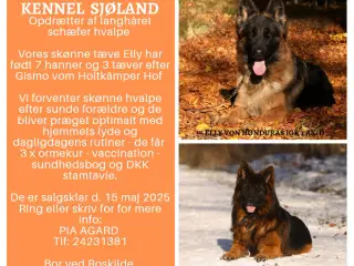 Langhåret schæfer hvalpe 