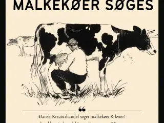 Malkekvæg søges