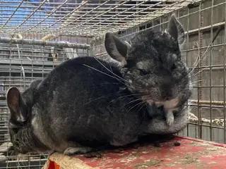 Chinchilla 