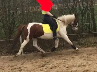 Pony