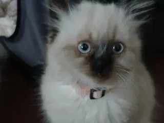 Ragdoll killinger 