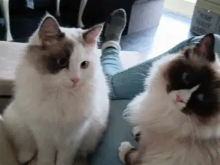 Ragdoll pige søger det bedste hjem