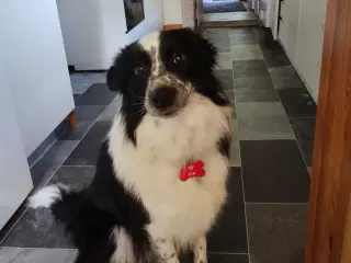 Border Collie, dejlig familie hund