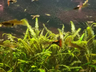 Akvarieplaner Cryptocoryne, Vallisneria