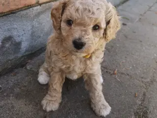 Cavapoo