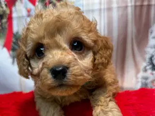 Skønne Maltipoo hvalpe