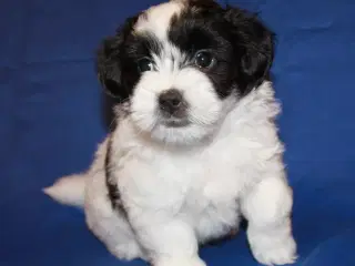 Coton de Tulear hvalpe