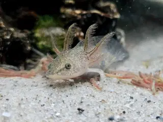 Axolotl unger fra kendte linjer
