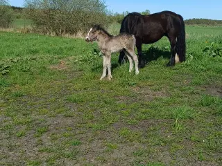 Irish cob hingst