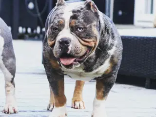 American Bully Pocket ABKC hvalp tæve