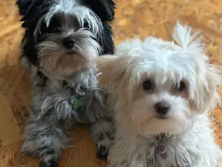  parring af Malteser /Yorkshire terrier 