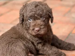 Labradoodle første generation