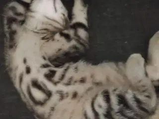 Kattekilling