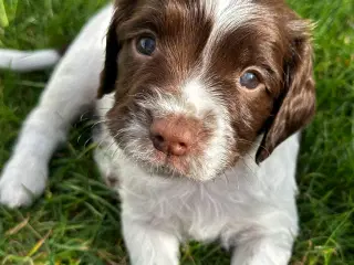 FT Springer Spaniel