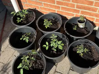 Tomatplanter til altan/terasse/have