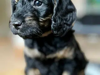 Setter Doodle tæve hvalp på 7 uger