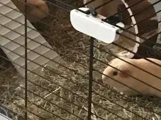 2 søde marsvin søger nyt hjem inkl. bur