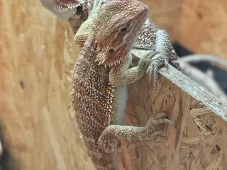 Skægagame unger med rabat ( : Bud modtages 😊