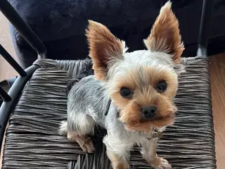 Lille yorkshire terrier han udbydes til avl