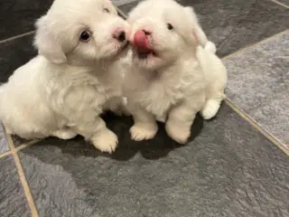 Bomuldshund- Coton de Tulear