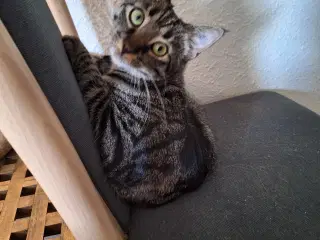 Sød og kælen hunkat