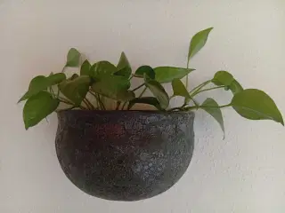 Plante med krukker 