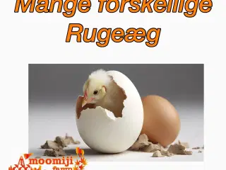 Forskellige varianter af rugeæg