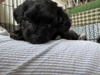 Shipapoo
