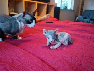 Sphynx kat
