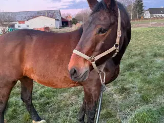 6 års oldenborger hoppe 