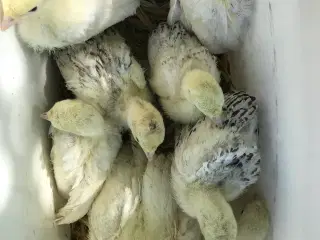 Kalkun kyllinger