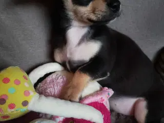 Dejlige små race blandinge