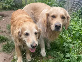 Golden retriever Hvalpe