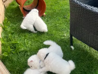Hunde hvalpe - Japansk spids