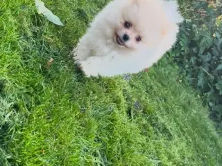 Så der kun lille Conrad tilbage