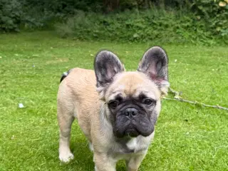 Fransk bulldog 